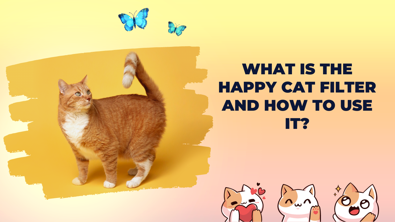 What is the Happy Cat Filter and How to Use It?